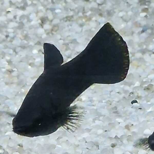 Poecilia sphenops ( Molly )