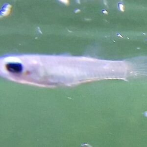 Aplocheilichtys normanni ( blauwoogje )