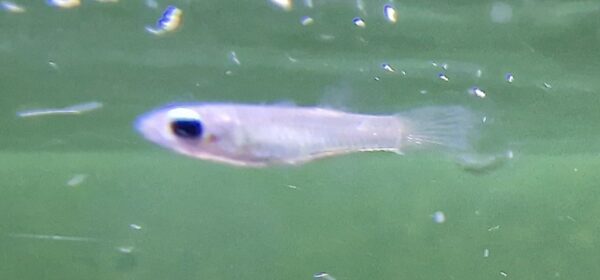 Aplocheilichtys normanni ( blauwoogje )