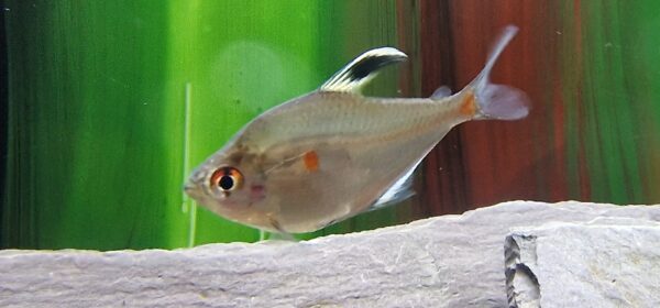 Hyphessobrycon erythrostigma ( Bloedvlek tetra )