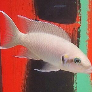 Lamprologus brichardi