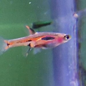 Rasbora brigittae
