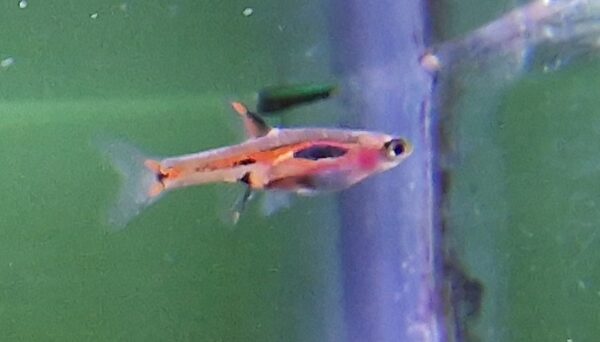 Rasbora brigittae