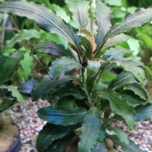 Bucephalandra theia green
