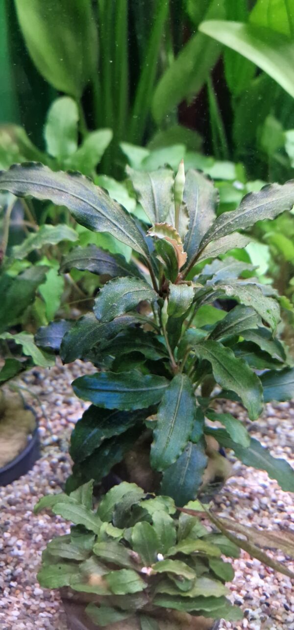 Bucephalandra theia green