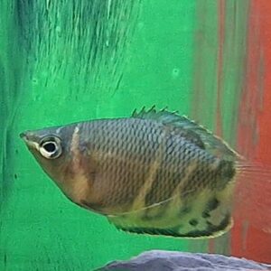 Sphaerichthys osphromenoides ( Chocolade gourami )