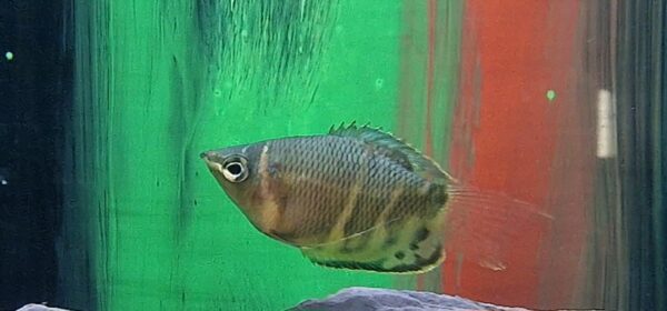 Sphaerichthys osphromenoides ( Chocolade gourami )