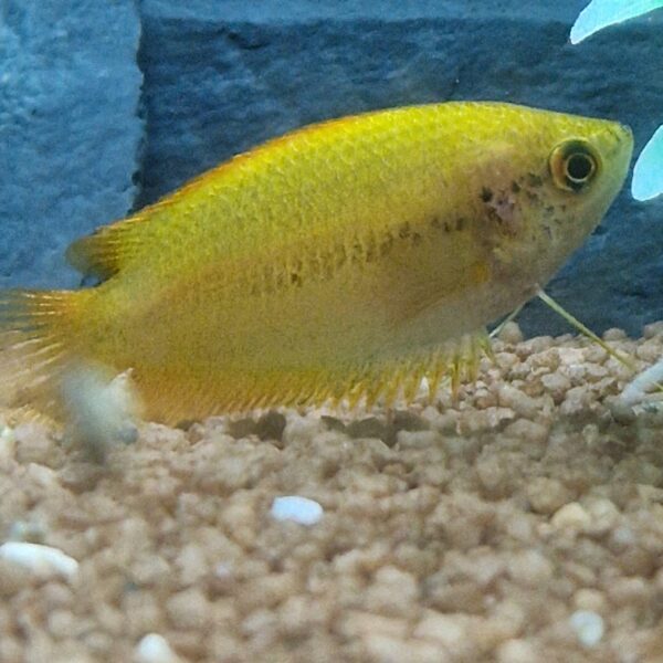 Colisa chuna gold ( honing gourami )