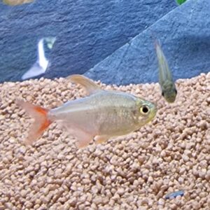 Hyphessobrycon colombianus ( Colombia zalm )