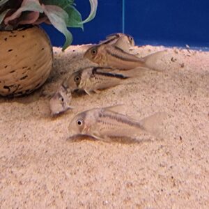 Corydoras axelrodi