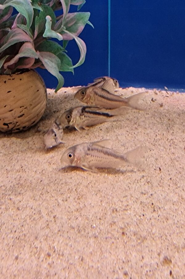 Corydoras axelrodi