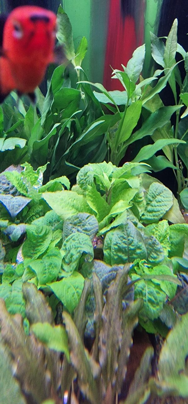 Hygrophila corymbosa