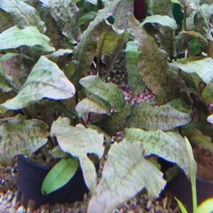 Cryptocoryne walkeri