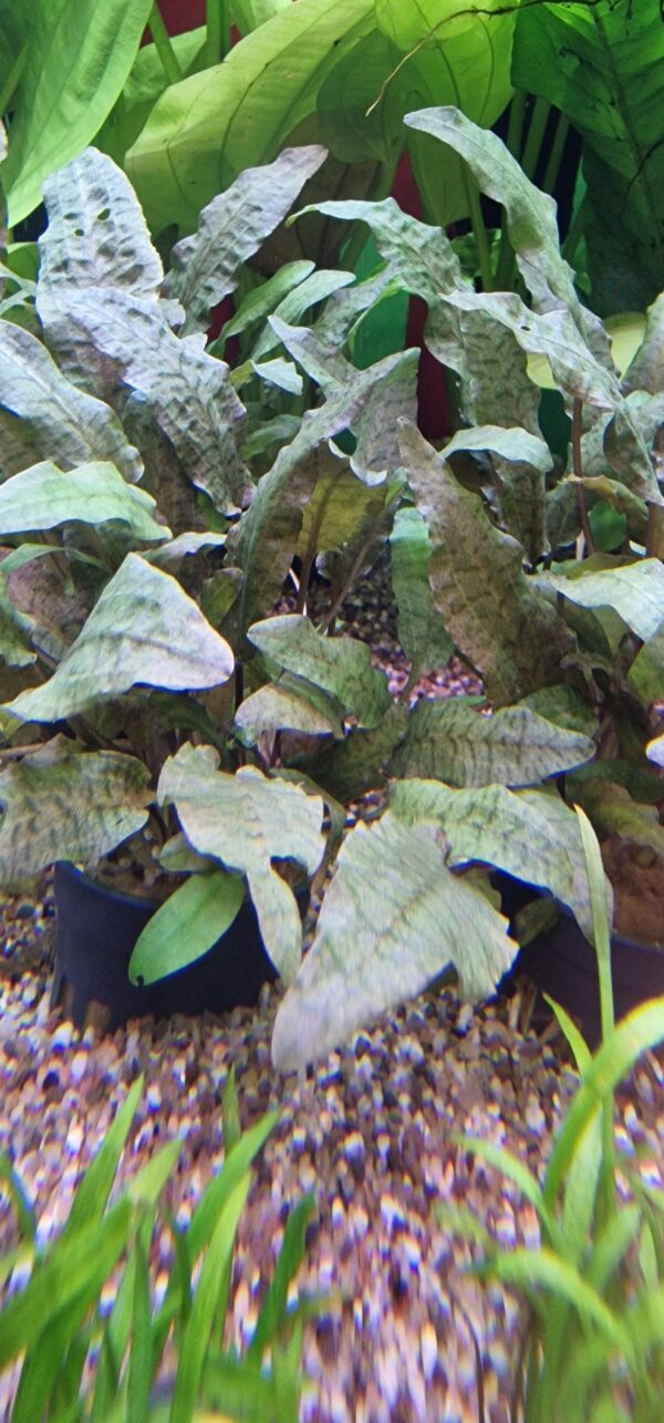 Cryptocoryne walkeri