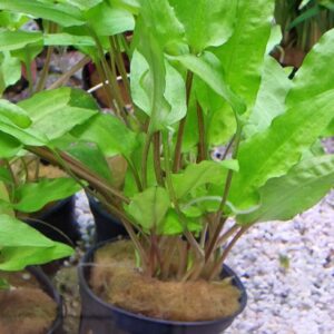 Cryptocoryen wendtii