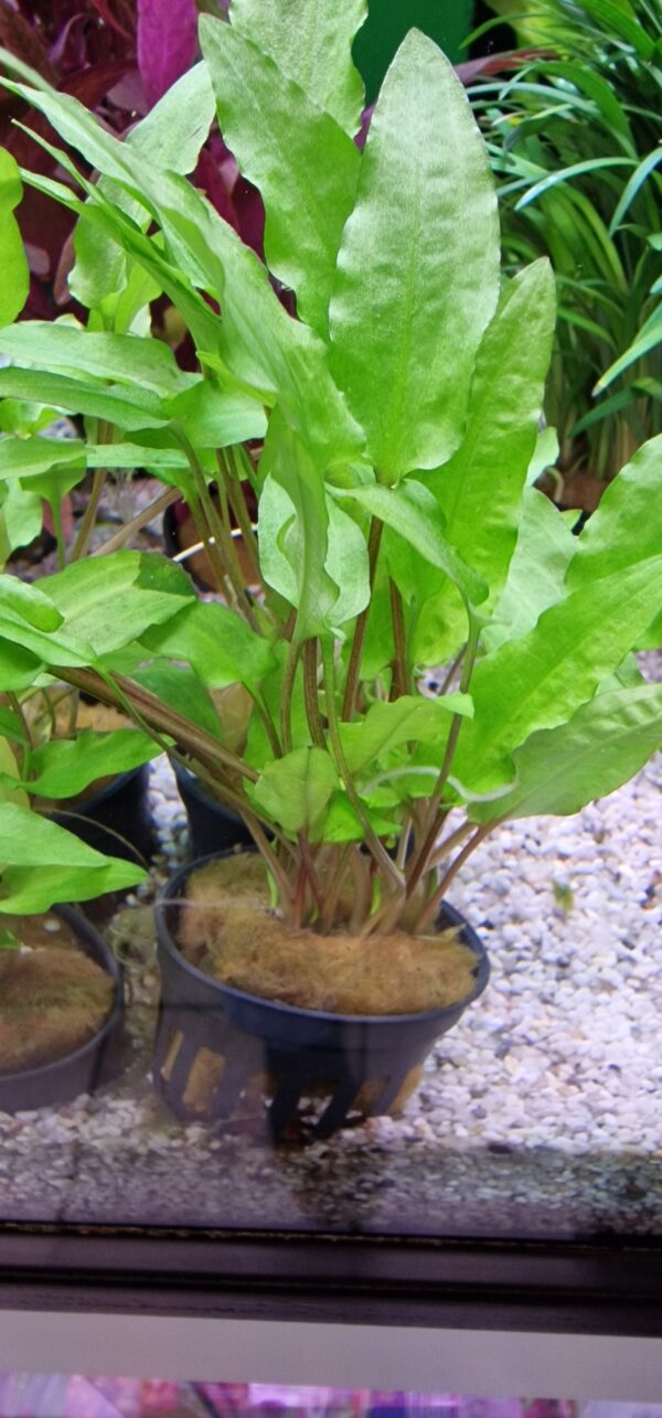 Cryptocoryen wendtii