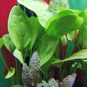 Echinodorus grandiflorus