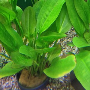 Echinodorus harbich