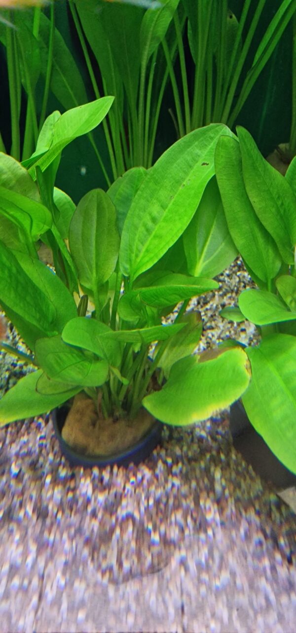Echinodorus harbich