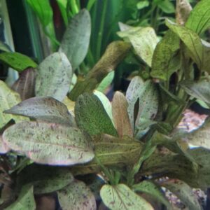 Echinodorus ozelot red