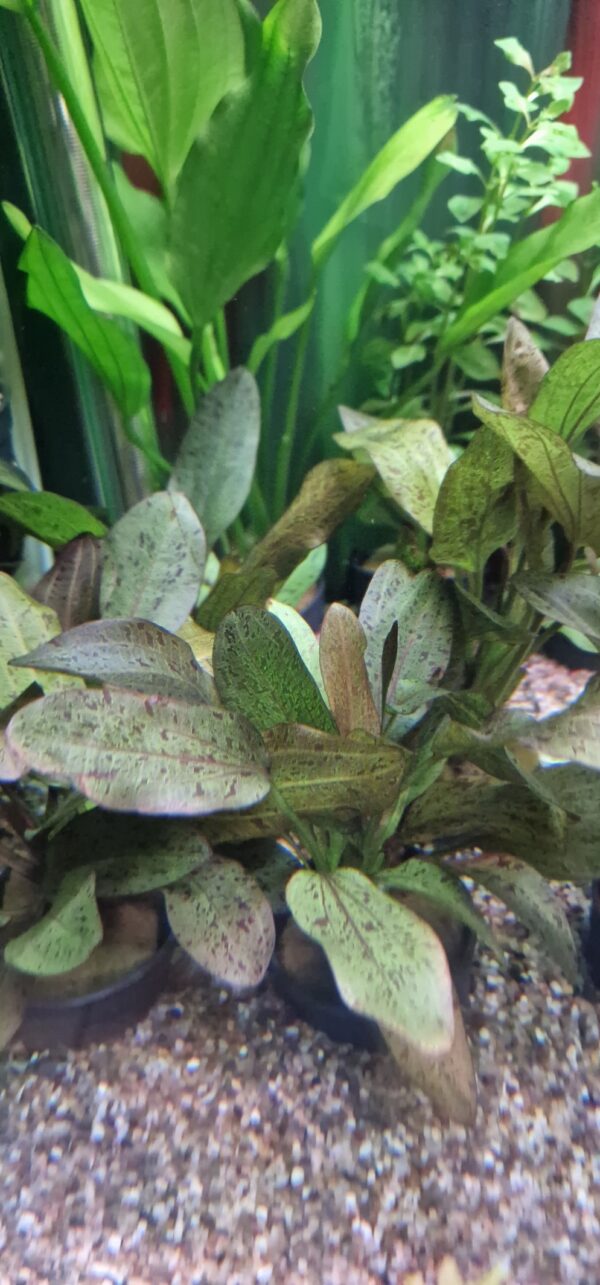 Echinodorus ozelot red