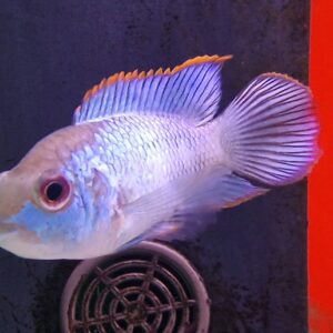 Nannacara anomala ( electric blue acara )