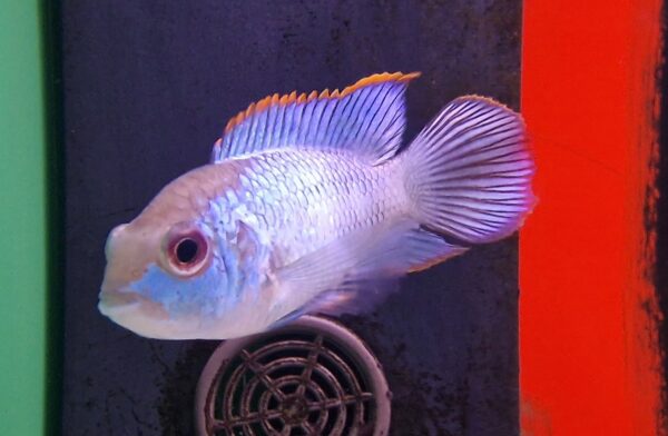 Nannacara anomala ( electric blue acara )
