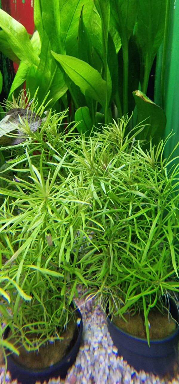 Eustralis stellata