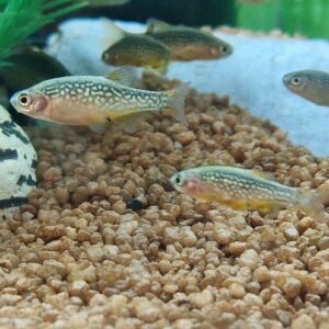 Rasbora galaxy ( pareldanio )