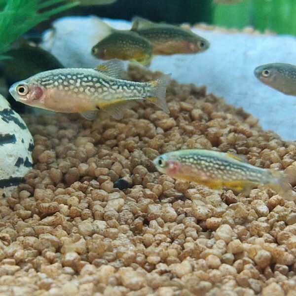 Rasbora galaxy ( pareldanio )