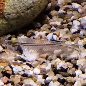 Kryptopterus bicirrhis