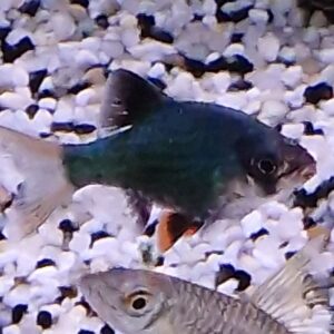 Barbus tetrazona green ( Groene sumatraan )