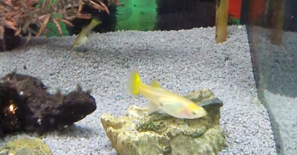 Poecilia reticulatus ( guppy ) - Image 8