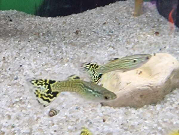 Poecilia reticulatus ( guppy ) - Image 7