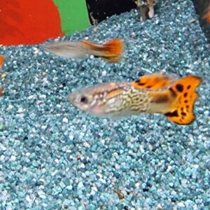 Poecilia reticulatus ( guppy )