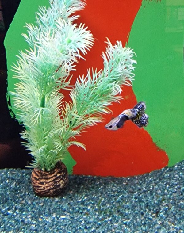 Poecilia reticulatus ( guppy ) - Image 6