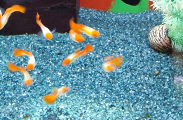 Poecilia reticulatus ( guppy ) - Image 5