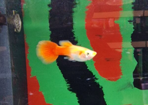 Poecilia reticulatus ( guppy ) - Image 2