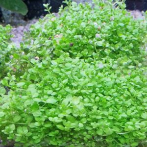 Hemianthus callitrichoides