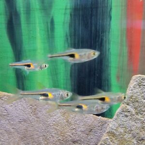 Rasbora hengeli