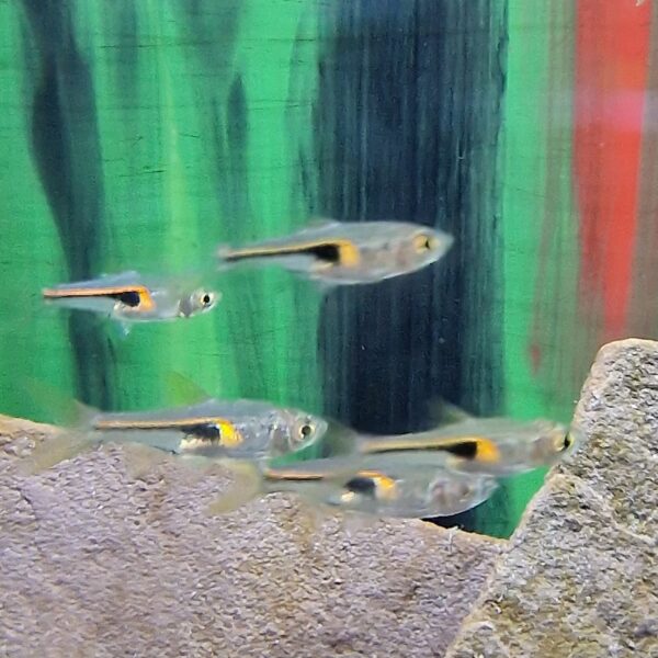 Rasbora hengeli