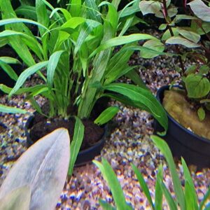 Hygrophila salicifolia narrow leaf