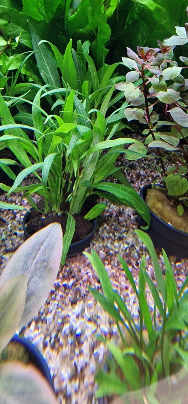 Hygrophila salicifolia narrow leaf