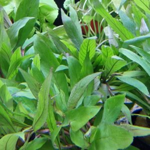 Hygrophila angustifolia