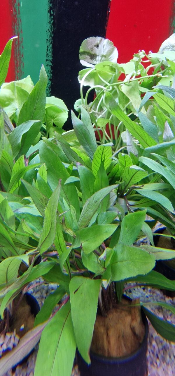 Hygrophila angustifolia