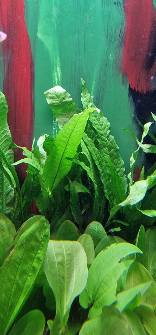 Microsorum pteropus