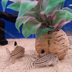 Corydoras julii