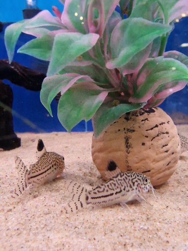 Corydoras julii