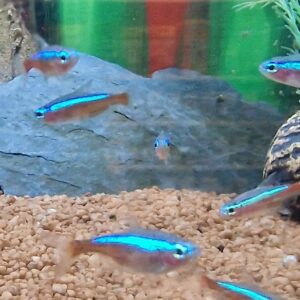 Paracheirodon axelrodi ( Kardinaal tetra )