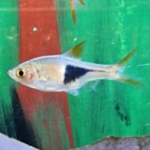 Rasbora heteromorpha ( Kegelvlekbarbeel )